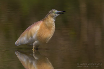 Squacco Heron (Ardeola ralloides)