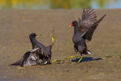 Common Moorhen (Gallinula choropus)