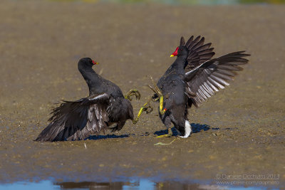 Common Moorhen (Gallinula choropus)