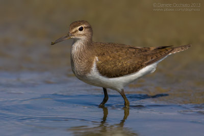 Common Sandpiper (Actitis hypoleucos)