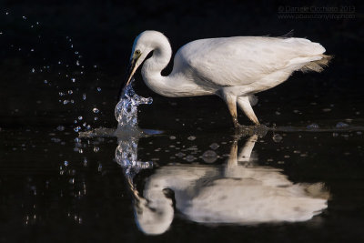 Little Egret (Egretta garzetta)