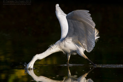 Little Egret (Egretta garzetta)