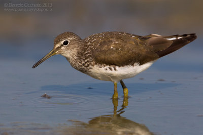 Green Sandpiper (Tringa ochropus)