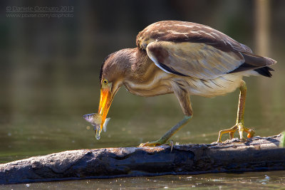 Little Bittern (Ixobrychus minutus)