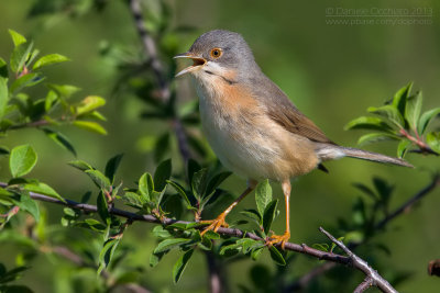 Moltoni's Warbler (Sylvia subalpina)