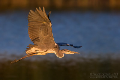 Grey Heron (Ardea cinerea)