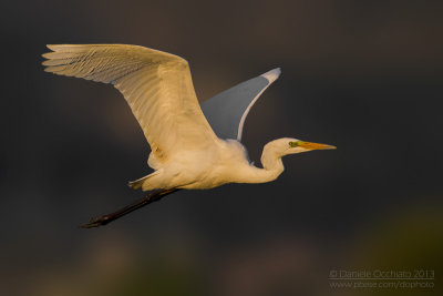 Great White Egret (Egretta alba)