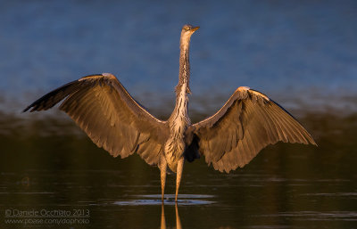Grey Heron (Ardea cinerea)