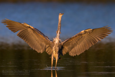 Grey Heron (Ardea cinerea)