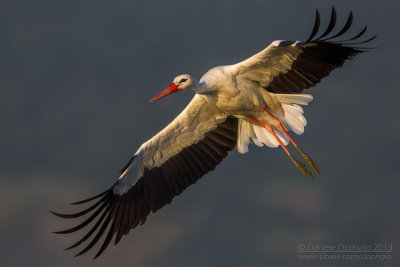 White Stork (Ciconia ciconia)