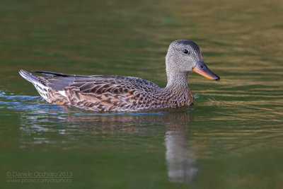 Gadwall (Anas strepera)