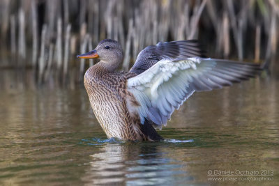 Gadwall (Anas strepera)