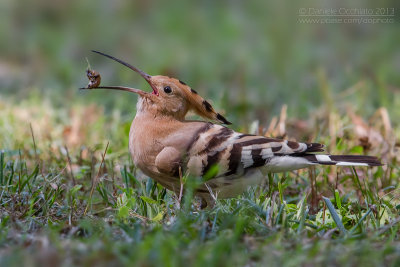 Hoopoe (Upupa epops)