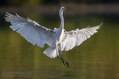 Great White Egret (Egretta alba)