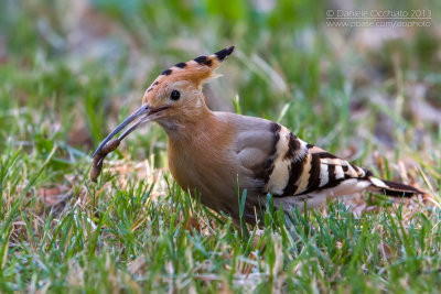 Hoopoe (Upupa epops)