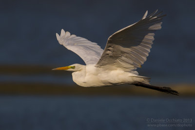 Great White Egret (Egretta alba)