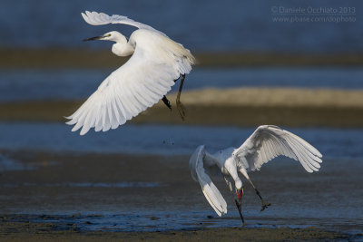 Little Egret (Egretta garzetta)