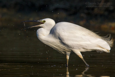 Little Egret (Egretta garzetta)