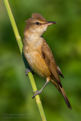 Great Reed Warbler (Acrocephalus arundinaceus)