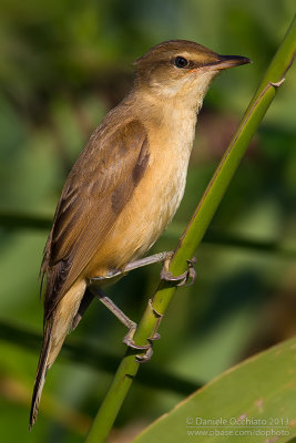 Great Reed Warbler (Acrocephalus arundinaceus)