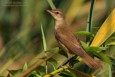 Great Reed Warbler (Acrocephalus arundinaceus)