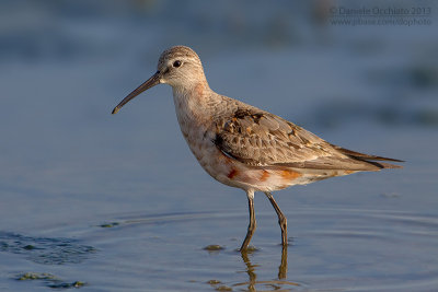 Curlew Sandpiper (Calidris ferruginea)