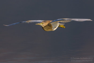 Squacco Heron (Ardeola ralloides)