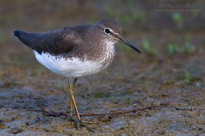 Green Sandpiper (Tringa ochropus)