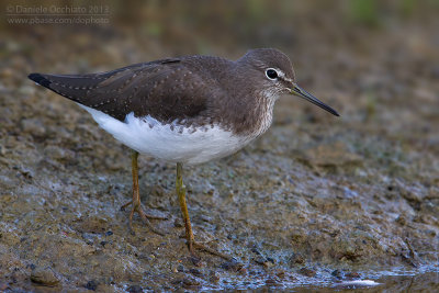 Green Sandpiper (Tringa ochropus)