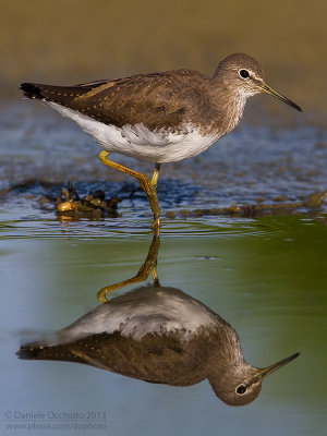 Green Sandpiper (Tringa ochropus)