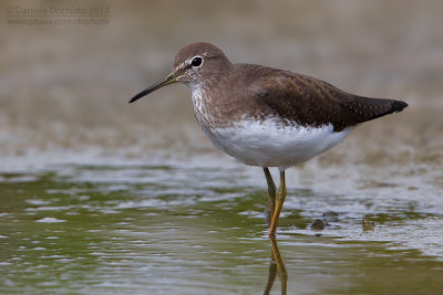 Green Sandpiper (Tringa ochropus)