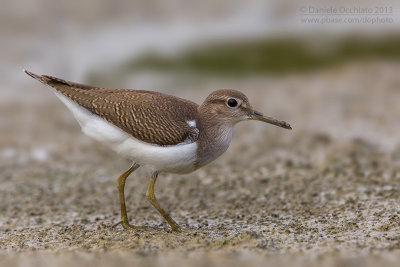 Common Sandpiper (Actitis hypoleucos)