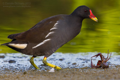 Moorhen (Gallinula chloropus)