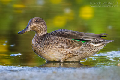 Eurasian Teal (Anas crecca)