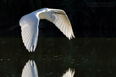 Great White Egret (Egretta alba)