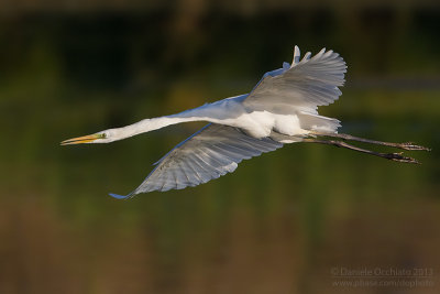 Great White Egret (Egretta alba)