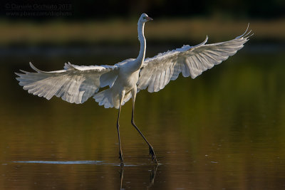 Great White Egret (Egretta alba)