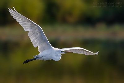 Great White Egret (Egretta alba)