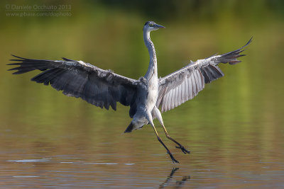Grey Heron (Ardea cinerea)