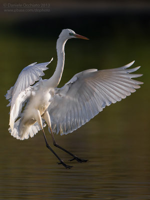 Great White Egret (Egretta alba)