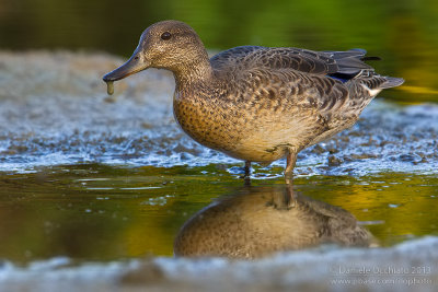 Eurasian Teal (Anas crecca)