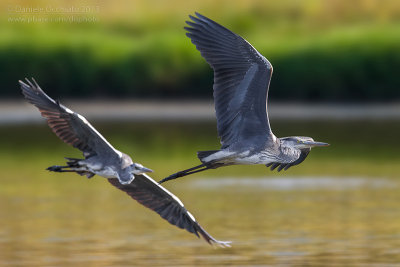 Grey Heron (Ardea cinerea)