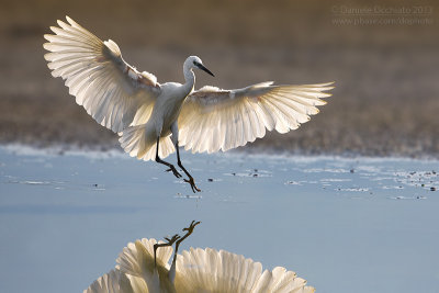 Little Egret (Egretta garzetta)