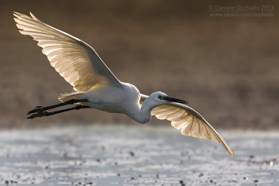 Little Egret (Egretta garzetta)