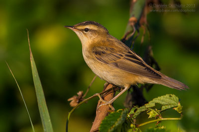 Sedge Warbler (Acrocephalus schoenobaenus)