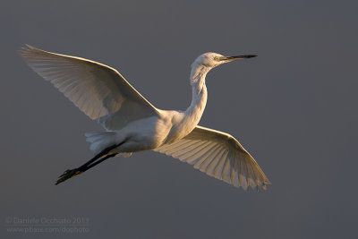 Little Egret (Egretta garzetta)