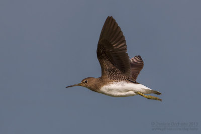 Green Sandpiper (Tringa ochropus)