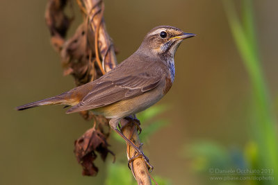 Bluethroat (Luscinia svecica cyanecula)