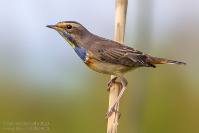 Bluethroat (Luscinia svecica cyanecula)