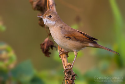 Common Whitethroat (Sylvia communis)